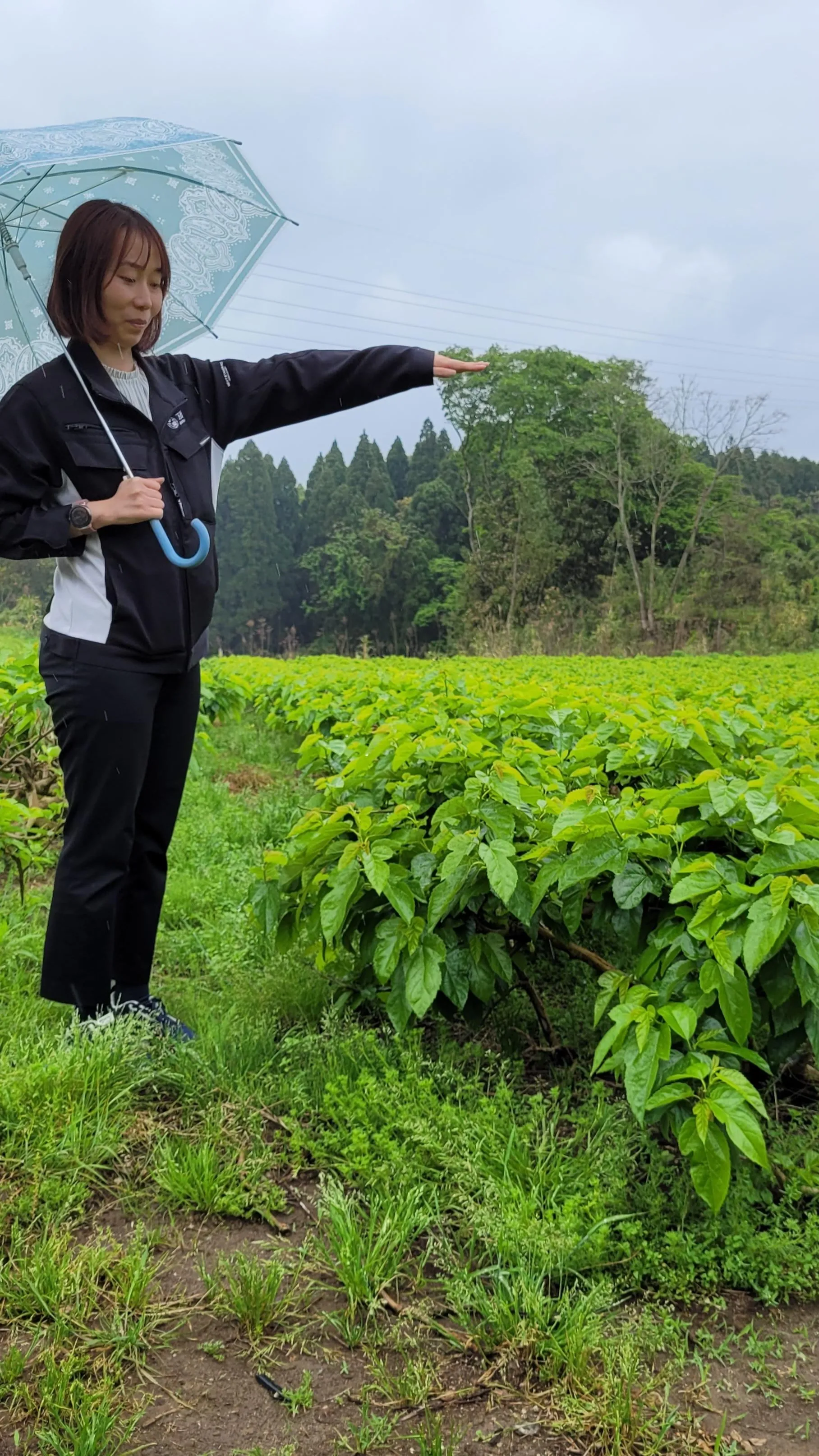 Mulberry plants Mika showing height of growth