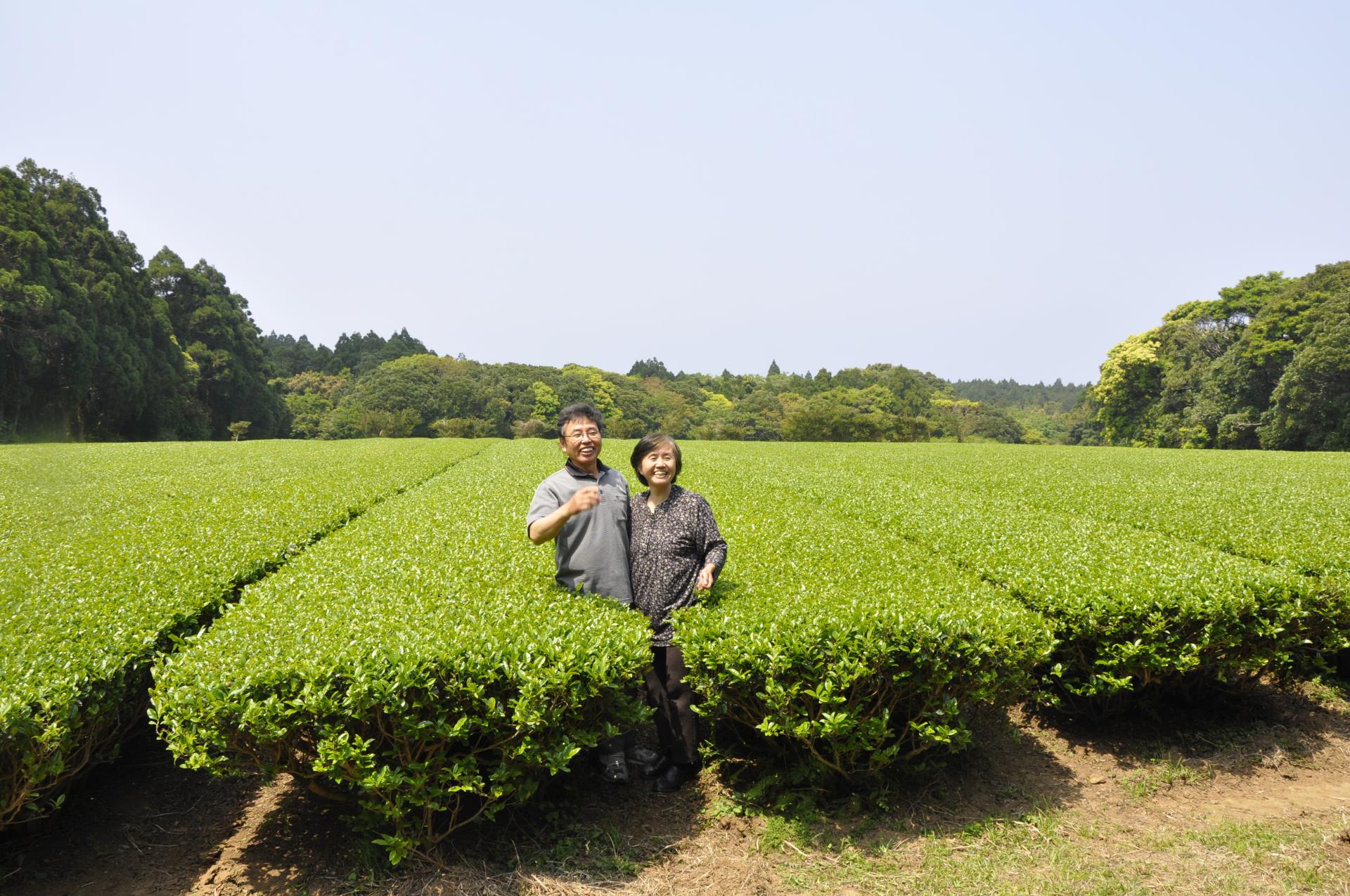 Japanese Black Tea Yakushima - Organic