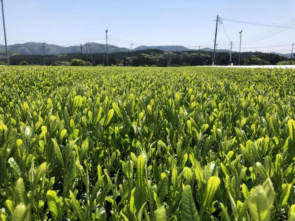 Shincha 2025  Shincha 2025 