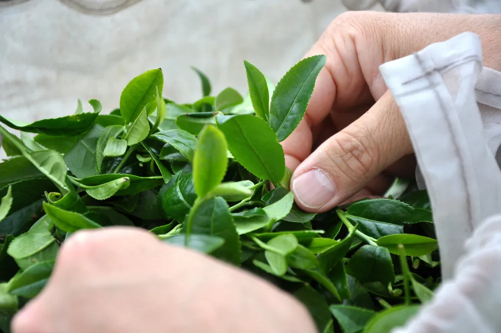 frische Ernte: Teeblätter