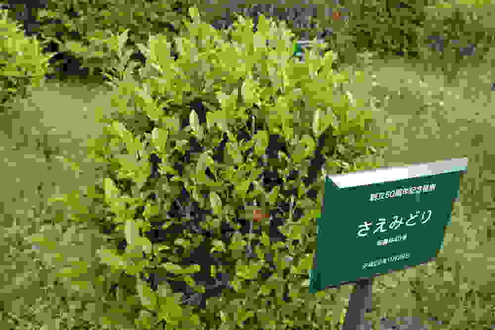 Sae Midori Strauch